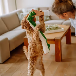 Nobby 67465 jouet pour chiens et chats