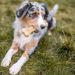 Nobby 68117 Chien Mastiquages 30 g