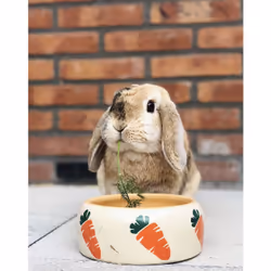 Nobby Carrot