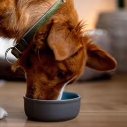 Nobby 73765 Feed Chien Gamelle à nourriture pour animaux de compagnie