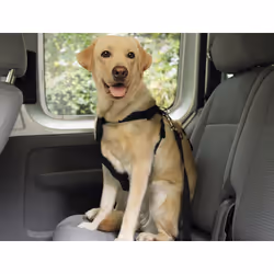 Nobby 75325 L Noir Chien Harnais abdominal