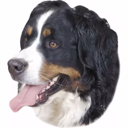Nobby 93262, Multicolore, Chien, Gloss, Mur, fenêtre, Garçon/Fille, 120 mm