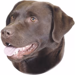 Nobby 93263, Marron, Chien, Gloss, Mur, fenêtre, Garçon/Fille, 120 mm