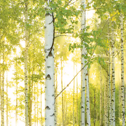 Trenddeko KO8-519 Peinture murale