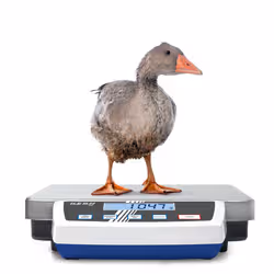 KERN & SOHN Plattformwaage LCD 3 kg Acier inoxydable - Vue supplémentaire 4