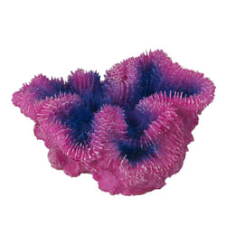 Aqua Della Coraal symphylia Violet 1 pièce(s)