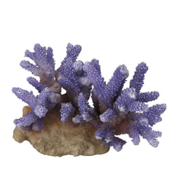 Aqua Della Coraal acropora Violet 1 pièce(s)