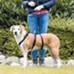 Harnais pour chien anti-fugue Trixie Stay