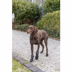TRIXIE 19412 chaussette pour chien - Vue supplémentaire 5