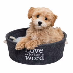 TRIXIE 38396, Panier lit pour animaux de compagnie, Intérieure, Chien, Gris, Rond, Monochromatique