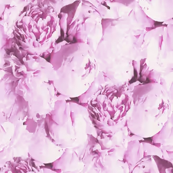 A.S. Creation Neue Bude 2.0 Edition 2 373981 papier peint intissé floral rose