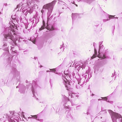 A.S. Creation Neue Bude 2.0 Edition 2 373981 papier peint intissé floral rose