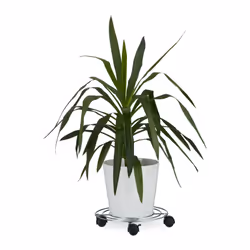Transportez et déplacez facilement vos plantes et pot de fleurs avec ce porte plantes à roulettes. Les roues sont en plastiqu ...
