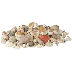 Relaxdays Mélange de coquillages coquilles de mer 2 kg filet décoration maritime