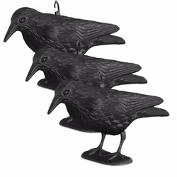 Votre jardin ne plait pas qu’à vous mais également aux autres oiseaux? Merles, moineaux, pigeons : beaucoup d’oiseaux aime dé ...