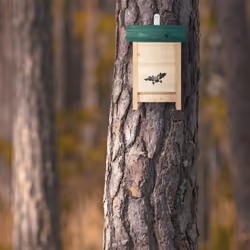Relaxdays - abri à chauve-souris, Niche en bois non traité de sapin, Maison, Boîte HxLxP : 25,5 x 18 x 6 cm, nature/vert