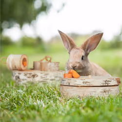Relaxdays - 2 jouets pour lapin et cochon d'Inde , stimule l'intelligence, bois, favorise l'activité, nature