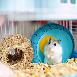 Relaxdays lot d'accessoires pour hamster, 5 pièces, nid d'herbe, tube, tunnel & balles, objet de cage, rongeur, nature - Vue supplémentaire 5