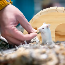 Relaxdays - Maison pour hamster (nain) et souris, en bois, accessoire de cage, h x l x p : env. 10 x 18,5 x 13 cm, nature