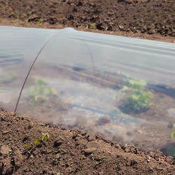 Relaxdays Tunnel de croissance pliable avec arceaux, 3,7 m de long, contre les parasites et les oiseaux, transparent