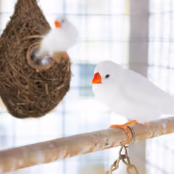 Relaxdays - Nichoir oiseaux goutte eau, nid, cabane, cage, nichoir animaux sauvages, h x l x p : 30 x 16 x 16 cm, nature