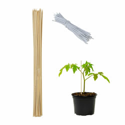 Tuteur à tomates en bambou, en lot de 50, fil de fer pour chaque, plantes, h x l : env. 60 x 0,6 cm, nature - Relaxdays