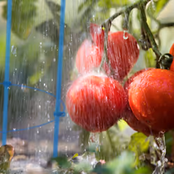 Tuteur pour tomates, plantes grimpantes, lot de 2, métal & plastique, 3 anneaux réglables, hauteur 76 cm, bleu - Relaxdays