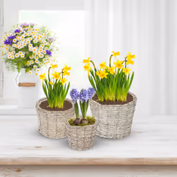 Relaxdays - Pot de fleurs, lot de 3, rotin, bac avec film, 3 tailles, cache-pots ronds pour intérieur, blanc-nature
