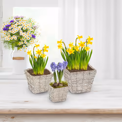Relaxdays - Pot de fleurs, lot de 3, rotin, bac avec film, 3 tailles, cache-pots carrés pour intérieur, blanc-nature