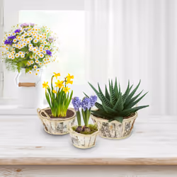 Relaxdays - Pot de fleurs, lot 3, bois, bacs avec poignées, 3 tailles, cache-pots pour intérieur & extérieur, blanc-nature