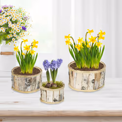 Relaxdays - 3 pots de fleurs en bois, design rond, chacun ayant un film, pour l'intérieur et l'extérieur, blanc/nature