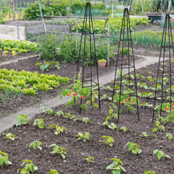 Trellis pyramide, 204 m de hauteur, Support pour plantes grimpantes, en métal, stable, tour pour rosier, noir - Relaxdays - Vue supplémentaire 5