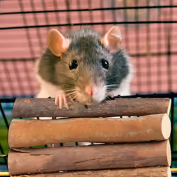 Relaxdays - Pont en bois pour rongeurs, lot 2, flexible, accessoire pour cage, hamster & souris, 2 tailles, refuge, nature