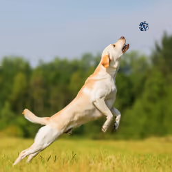 Ensemble de 4 jouets pour petits et moyens chiens, une corde, deux balles, un rouleau, en coton, multicolore - Relaxdays