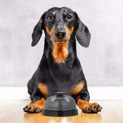 Relaxdays - Cloche d'entraînement en lot de 4, pour votre chien ou chat, sonnette pratique, HxD : 4,5 x 7 cm, multicolore
