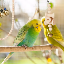 Relaxdays Lot de 7 jouets pour oiseaux, accessoires de cage, perruches, canaris, calopsittes, nichoir, perchoir, nature