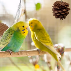 Lot de 8 jouets pour oiseaux, accessoires de cage, pour perruches, canaris, plateforme, ponts, bois, nature - Relaxdays