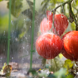 Tuteur à tomates en lot de 5, métal et plastique, hauteur : 76 cm, 3 anneaux réglables, pour plantes, vert - Relaxdays