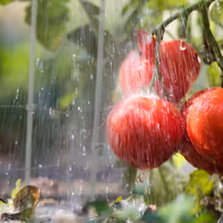 Tuteur à tomates en lot de 6, métal et plastique, hauteur : 76 cm, 3 anneaux réglables, pour plantes, gris - Relaxdays