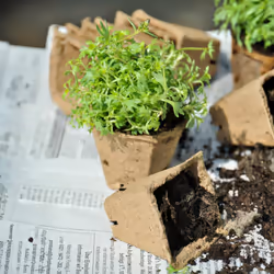 Relaxdays - Pot biodégradable, lot pratique de 120, avec outils, pour la culture, h x l x p : 5,5 x 6 x 6 cm, marron