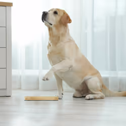 Jouet d'intelligence pour votre chien, accessoire dans lequel cacher des friandises, en mdf, nature - Relaxdays