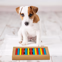 Jouet d'intelligence pour votre chien, accessoire pratique, friandises à cacher, en mdf, multicolore - Relaxdays