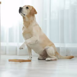 Jouet d'intelligence pour votre chien, accessoire pratique, friandises à cacher, en mdf, multicolore - Relaxdays