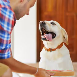 Relaxdays - Jouet d'intelligence pour votre chien, accessoire pratique, friandises à cacher, en mdf, nature et rouge