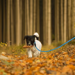 Relaxdays - Laisse pour petits & gros chiens pesant jusqu'à 50 kg, réfléchissante, boucle rembourrée, nylon, 150 cm, bleue