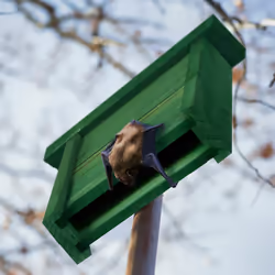 Relaxdays - Abri à chauves-souris, large refuge pour chauvesouris, HxLxP : 29 x 18 x 6 cm, jardin, nichoir, bois, vert