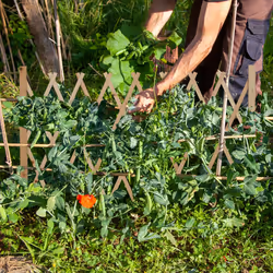 Tuteur à tomates, en bois, plantes grimpantes, non fixe, largeur extensible jusqu'à 180 cm, jardin, nature - Relaxdays