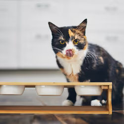 Relaxdays - Support pour chat, 3 gamelles, 400 ml chacune, bambou & céramique, compatibles lave-vaisselle, nature - blanc