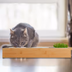 Relaxdays - Gamelles pour chats & récipient pour herbe, 2 bols céramique de 250 ml, pour lave-vaisselle, nature - blanc