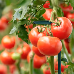 Relaxdays Tuteur à tomates en lot de 10, métal (acier), anneau, longueur : 80 cm, pour le jardin, vert foncé
